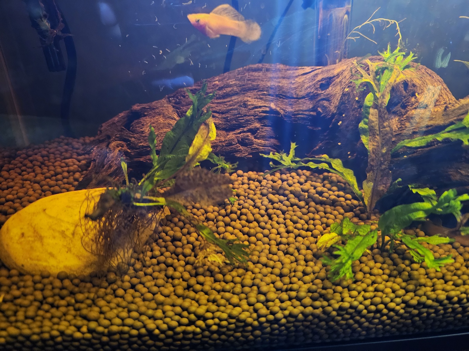 aquatic photo of plants and driftwood in a fishtank