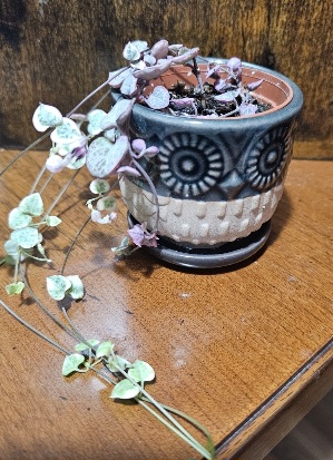 owl pot with plastic liner