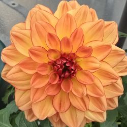 dahlia