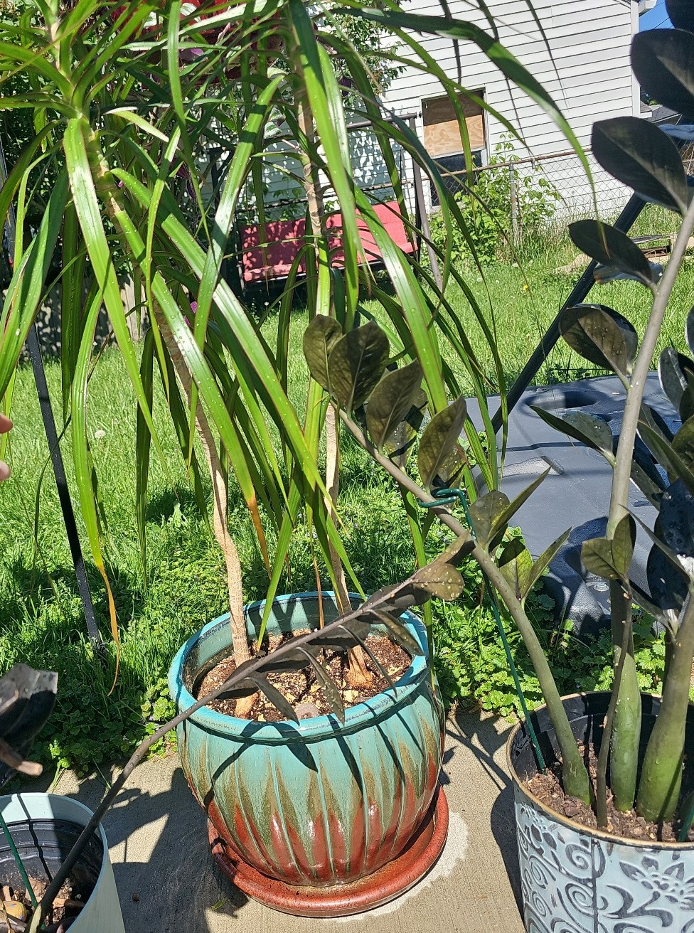 Dracaena