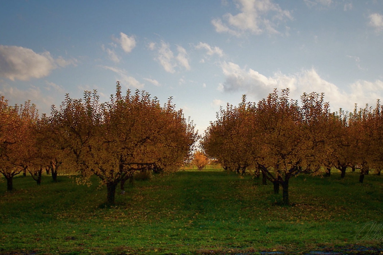Orchard